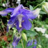 1805F 044 Trier-Aachen